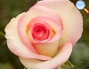 De color rosa pálido con fino borde más oscuro, quedándose el centro de la flor más intenso.