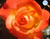 Rosa amarilla y naranja
