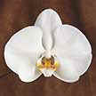 Es una de las variedades más finas de orquídea.
