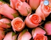 Bouquet en el tradicional rosa claro.