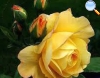 De color Amarillo y borde naranja que desaparece conforme se va abriendo la rosa.