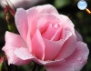 Flor clásica de color rosa claro.