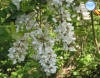 Acacia blanca o rosada