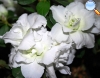 Azalea blanca