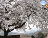 Almendro, Flor de