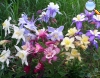 Aquilegia