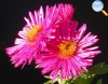 Aster