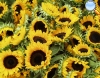 Girasol