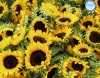 Girasol