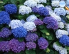 Hortensia (Hydrangea)