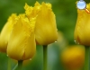 Tulipán amarillo