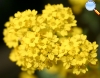 Alyssum