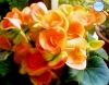 Begonia