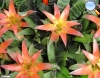 Bromelia