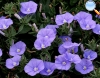 Convolvulus (Gloria de la Mañana)