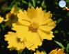 Coreopsis