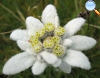 Edelweiss o Flor de las Nieves