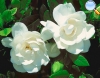 Gardenia