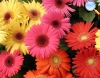 Gerbera