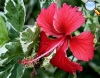 Hibisco