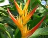 Heliconia