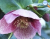 Rosa de Navidad (Helleborus Niger)