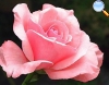 Rosa rosada clara