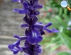 Salvia azul