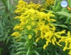 Vara de Oro o Solidago