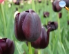 Tulipán negro