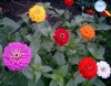 Zinnia