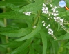 Aloysia citriodora Palau (Hierba luisa o verbena de Indias)