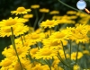 Anthemis tinctoria (Camomila amarilla o manzanilla)