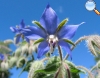 Borago officinalis (Borraja)