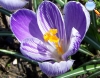Crocus sativus (Azafrán)