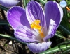 Crocus sativus (Azafrán)