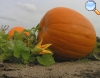 Curcubita pepo Duchesne (Calabaza)