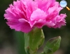 Dianthus cayophyllus (Clavellina) 