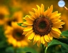 Helianthus annuus (Girasol)