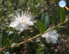 Myrtus communis (Mirto)