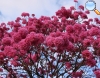 Tabebuia impetiginosa (Lapacho morado)