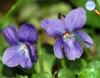 Viola odorata