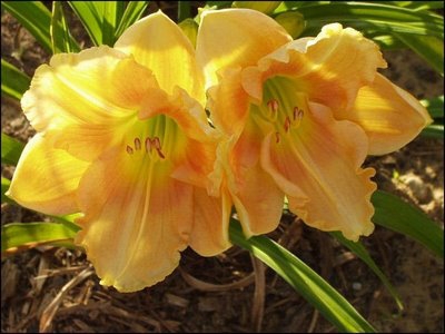 Nombres de flores con imágenes y significados - Flores y Jardines Nombres de flores con imágenes y significados - Flores y Jardines