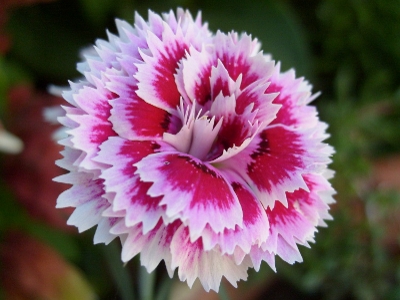 Nombres de flores con imágenes y significados - Flores y Jardines Nombres de flores con imágenes y significados - Flores y Jardines