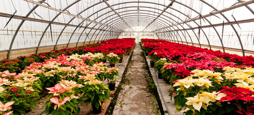 invernadero de poinsetias