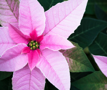 Poinsetia color rosa