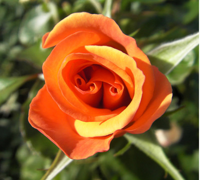 Rosa naranja