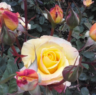 Rosas amarillas