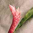 Alpinia rosa