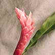 Alpinia Purpurata